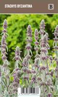 Vips Stachys byzantina - Ezelsoor - thumbnail