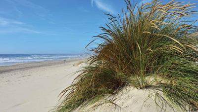 Strand met grasduin 130x70cm Tuinschilderij Customize-it - Customize it