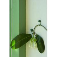 Plantenklemmen groen 15 stuks - thumbnail