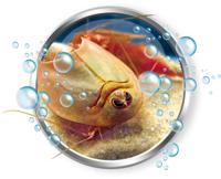 Clementoni wetenschap & spel triops kweken - thumbnail