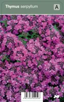 V.I.P.S. Thymus serpyllum - wilde tijm P9 - thumbnail