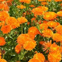 Calendula Officinalis zaden Orange Gitana goudsbloem - thumbnail