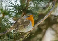 Alexsar Art Tuinschilderij robbi 70x50cm - thumbnail