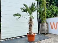 Palmboom - Trachycarpus Wagnerianus - thumbnail