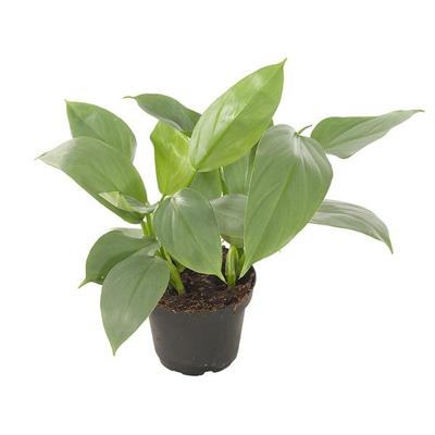 Philodendron Hastatum (Silver Sword) P 13 cm