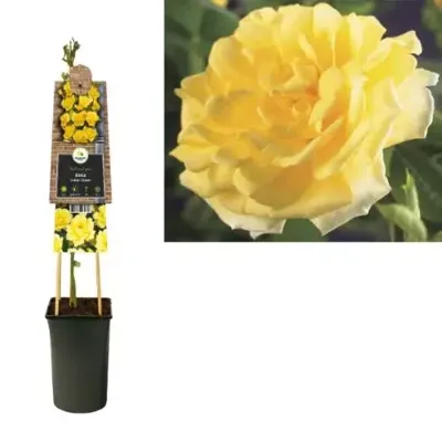 Klimroos Geel Rosa Golden Climber 75 cm klimplant