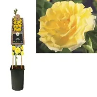 Klimplant Rosa Golden Climber - Klimroos Geel - thumbnail