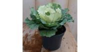 3 stuks! Sierkool groen/donker groen Brassica Warentuin Natuurlijk - Warentuin natuurlijk - thumbnail
