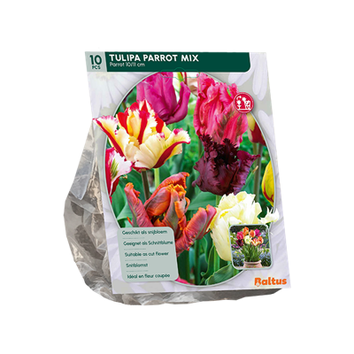Tulp