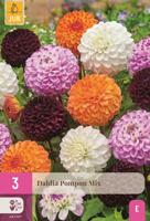 Dahlia pompon mix - thumbnail
