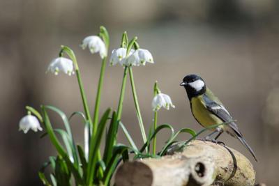 Tuinschilderij koolmees lel 130x70 Customize-it - Customize it