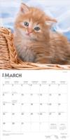 Rode Katten Kalender 2026 - thumbnail