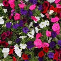 Petunia Hybrida nana comp. zaden Choice Mix - thumbnail