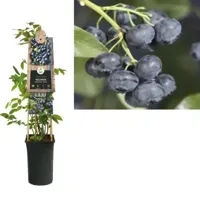 Klimplant Vaccinium corymbosum Jersey - Blauwe Bessen - thumbnail