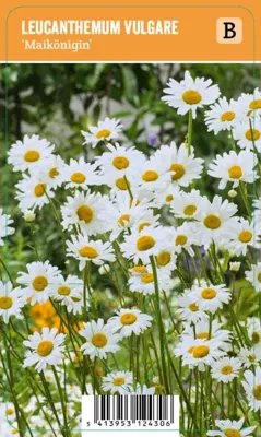 V.I.P.S. Leucanthemum vulgare ''Maikönigin'' - Margriet (P9) V.I.P.S. Leucanthemum vulgare ''Maikönigin'' - Margriet (P9)