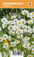 V.I.P.S. Leucanthemum vulgare ''Maikönigin'' - Margriet (P9) - thumbnail