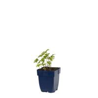 Geranium himalayense Baby Blue vaste plant Griffioen - Griffioen - thumbnail