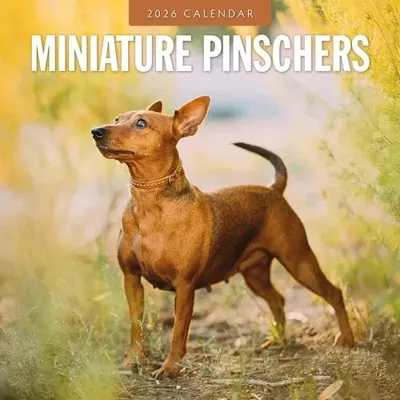 Miniatuur Pinscher Kalender 2026 Miniatuur Pinscher Kalender 2026