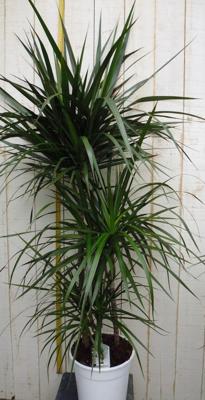 Drakenbloedboom Dracaena Marginata smal blad Groen 120 cm kamerplant Warentuin Natuurlijk - Warentuin natuurlijk