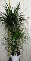 Drakenbloedboom Dracaena Marginata smal blad Groen 120 cm kamerplant Warentuin Natuurlijk - Warentuin natuurlijk - thumbnail