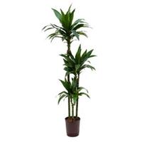 Dracaena janet craig trio hydrocultuur plant - thumbnail