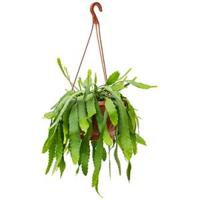 Lepismium cactus houlletianum hangplant - thumbnail