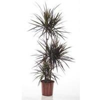 Dracaena magenta kamerplant - thumbnail