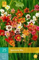 Sparaxis Mix Bloembol JUB 25 bollen - Jub - thumbnail
