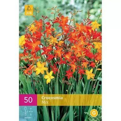 JUB x50 Crocosmia Mix