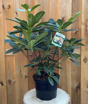 Rhododendron Horizon Monarch groenblijvende heester rododendron met gele bloemen ca. 60-70cm incl. pot Warentuin Natuurlijk - Warentuin natuurlijk