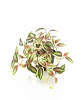 Kunstplant Tradescantia Groen Rood in pot - 19cm - thumbnail