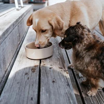 Voerbak voor honden Hunter OSBY Oranje Keramisch 1,1 L