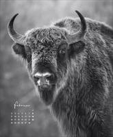 Wildlife face to Face Kalender 2026 - thumbnail
