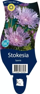 Stokesia laevis vaste plant Griffioen - Griffioen Stokesia laevis vaste plant Griffioen - Griffioen
