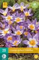 Crocus sieberi Tricolor bloembollen 15 bollen Krokus JUB - Jub - thumbnail