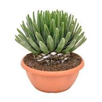 Agave victoria reginae D kamerplant - thumbnail