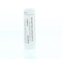 Homeoden Heel Plantago major D6 6 Gram - thumbnail