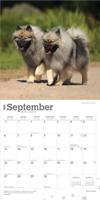 Keeshond Kalender 2026 - thumbnail