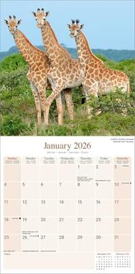 African Wildlife Kalender 2026
