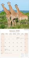 African Wildlife Kalender 2026 - thumbnail