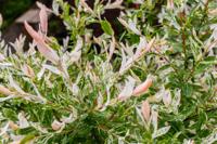 Bonte wilg - thumbnail