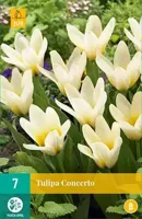 Tulipa Concerto JUB, 7 bloembollen - Jub - thumbnail