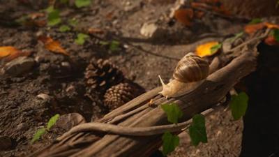 PlayStation 5-videogame Microids Empire Of The Ants (FR)