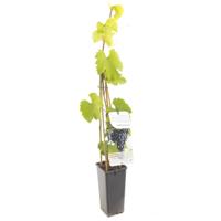 Blauwe druif (vitis vinifera "Regent") fruitplanten - thumbnail