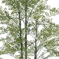 Maidenhair fern Cuba in pot green 180 cm kunstbloem Erutan Avon - Erutan avon - thumbnail