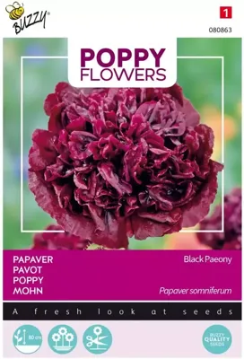 Zaden Poppies of the world - Papaver Black Paeony Buzzy - Buzzy Zaden Poppies of the world - Papaver Black Paeony Buzzy - Buzzy