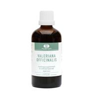 Valeriana officinalis - thumbnail