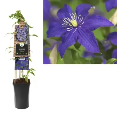 Blauwe bosrank (Clematis "Rhapsody") klimplant Blauwe bosrank (Clematis "Rhapsody") klimplant
