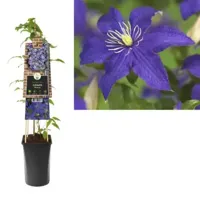 Blauwe bosrank (Clematis "Rhapsody") klimplant - thumbnail