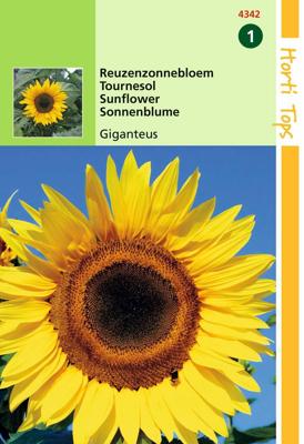 Zaden Helianthus Zonnebloem Giganteus Hortitops - Hortitops Zaden Helianthus Zonnebloem Giganteus Hortitops - Hortitops